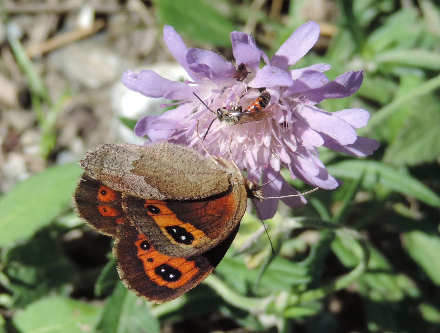 Quale Erebia? Erebia neoridas