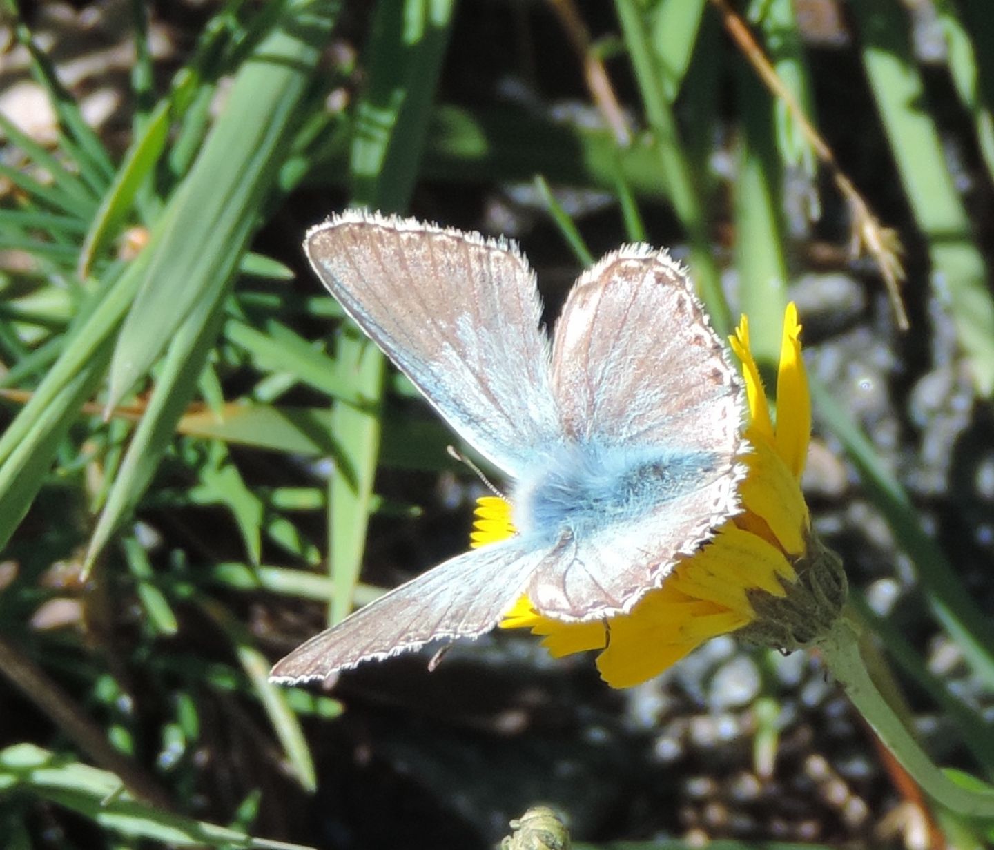 Licenide da identificare - Polyommatus (Lysandra) coridon