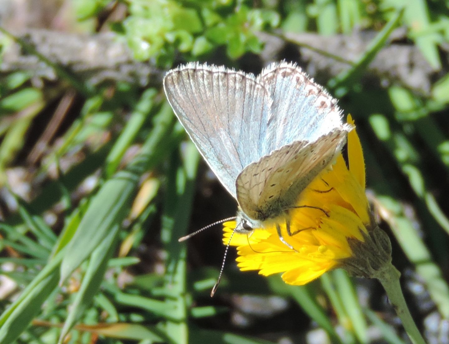 Licenide da identificare - Polyommatus (Lysandra) coridon