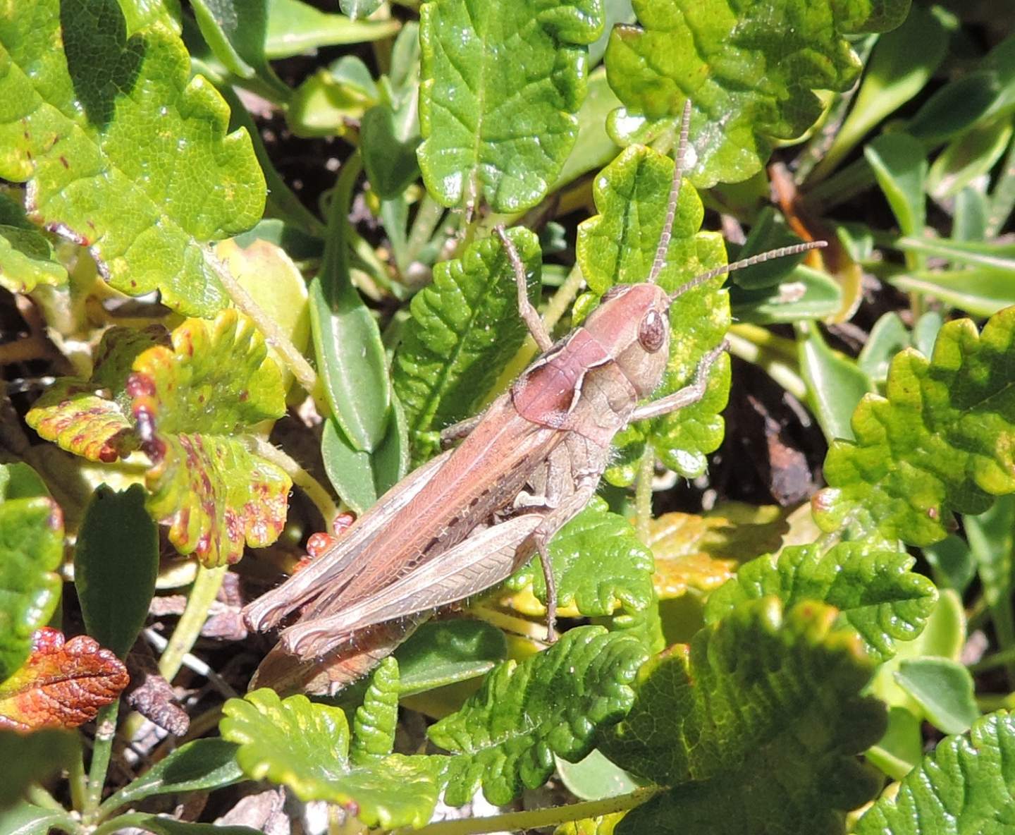 Chorthippus brunneus e Chorthippus sp.