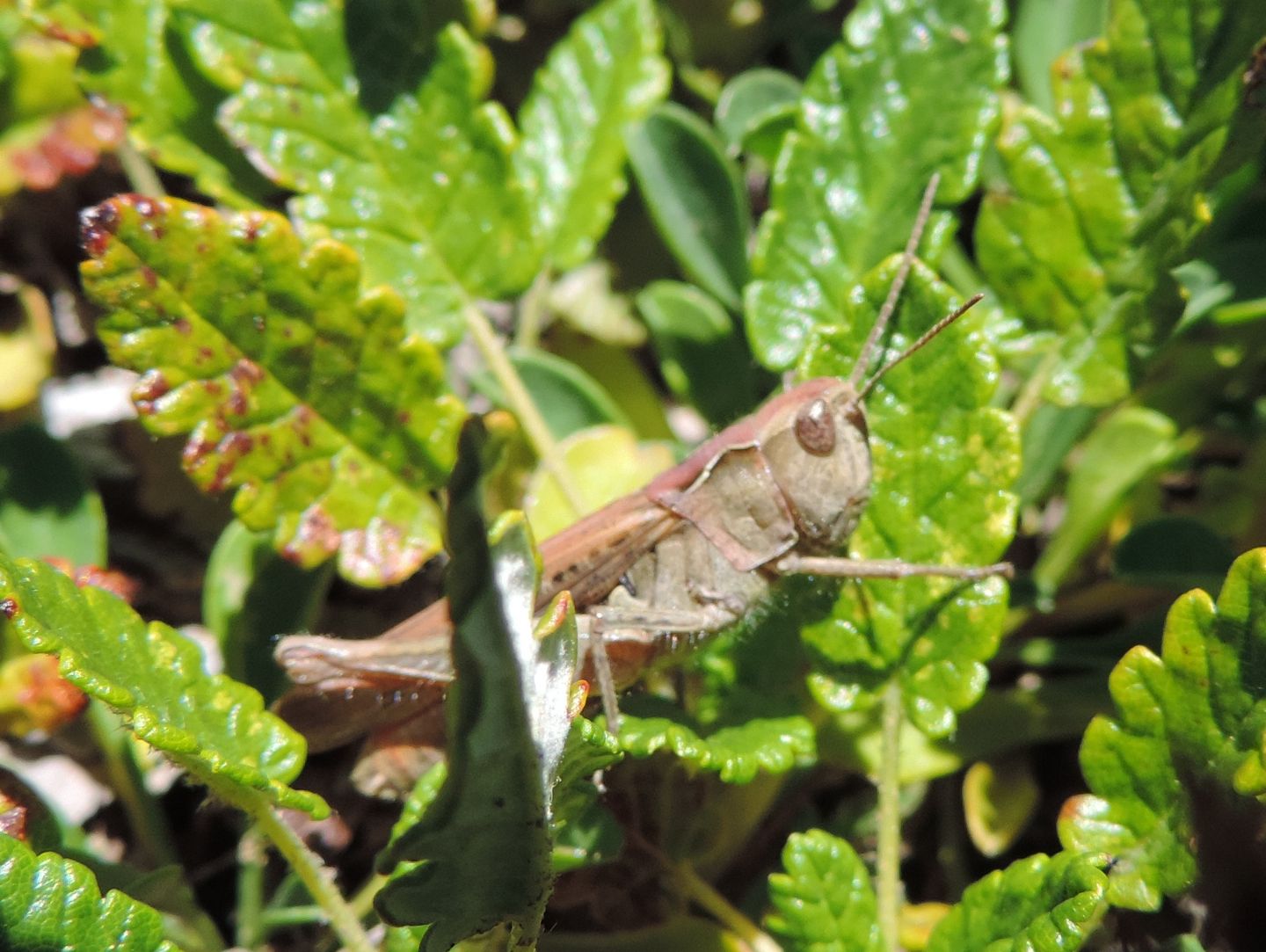 Chorthippus brunneus e Chorthippus sp.