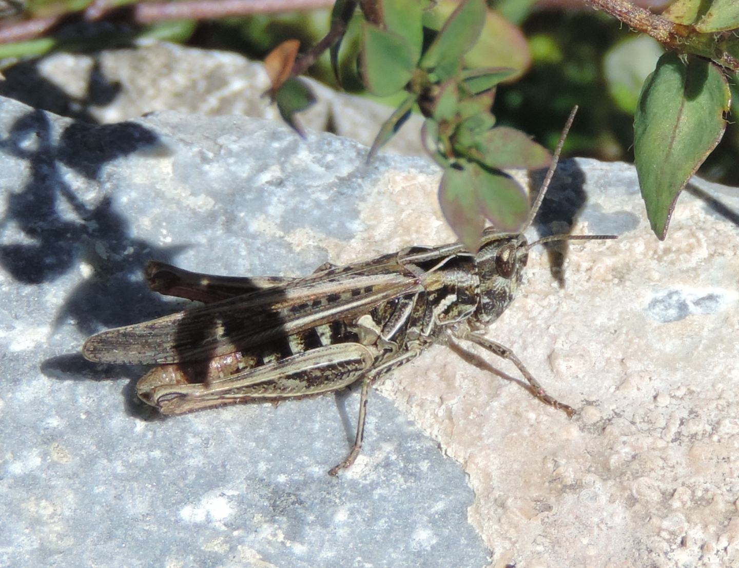 Chorthippus brunneus e Chorthippus sp.