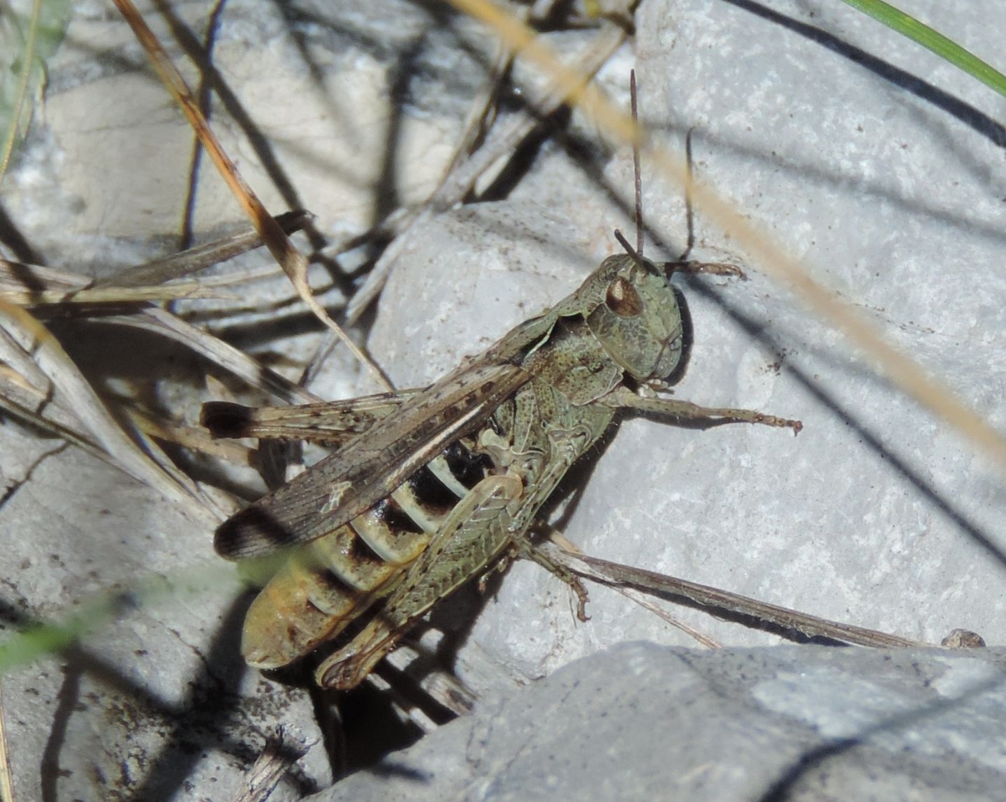 Chorthippus brunneus e Chorthippus sp.