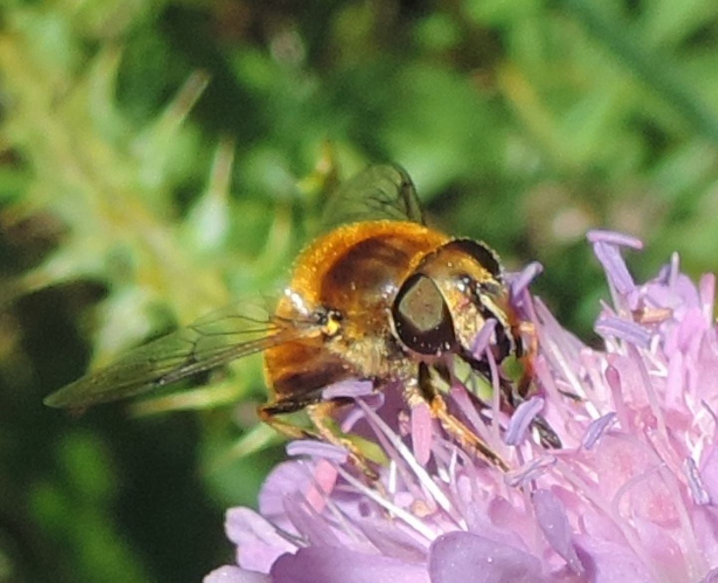 Eristalis sp.  (E. lineata o E. jugorum)