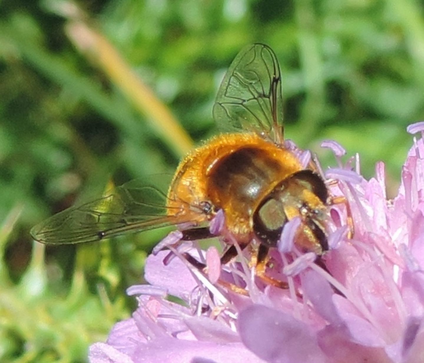 Eristalis sp.  (E. lineata o E. jugorum)