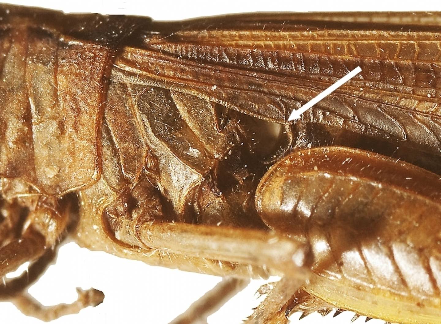 Chorthippus brunneus e Chorthippus sp.