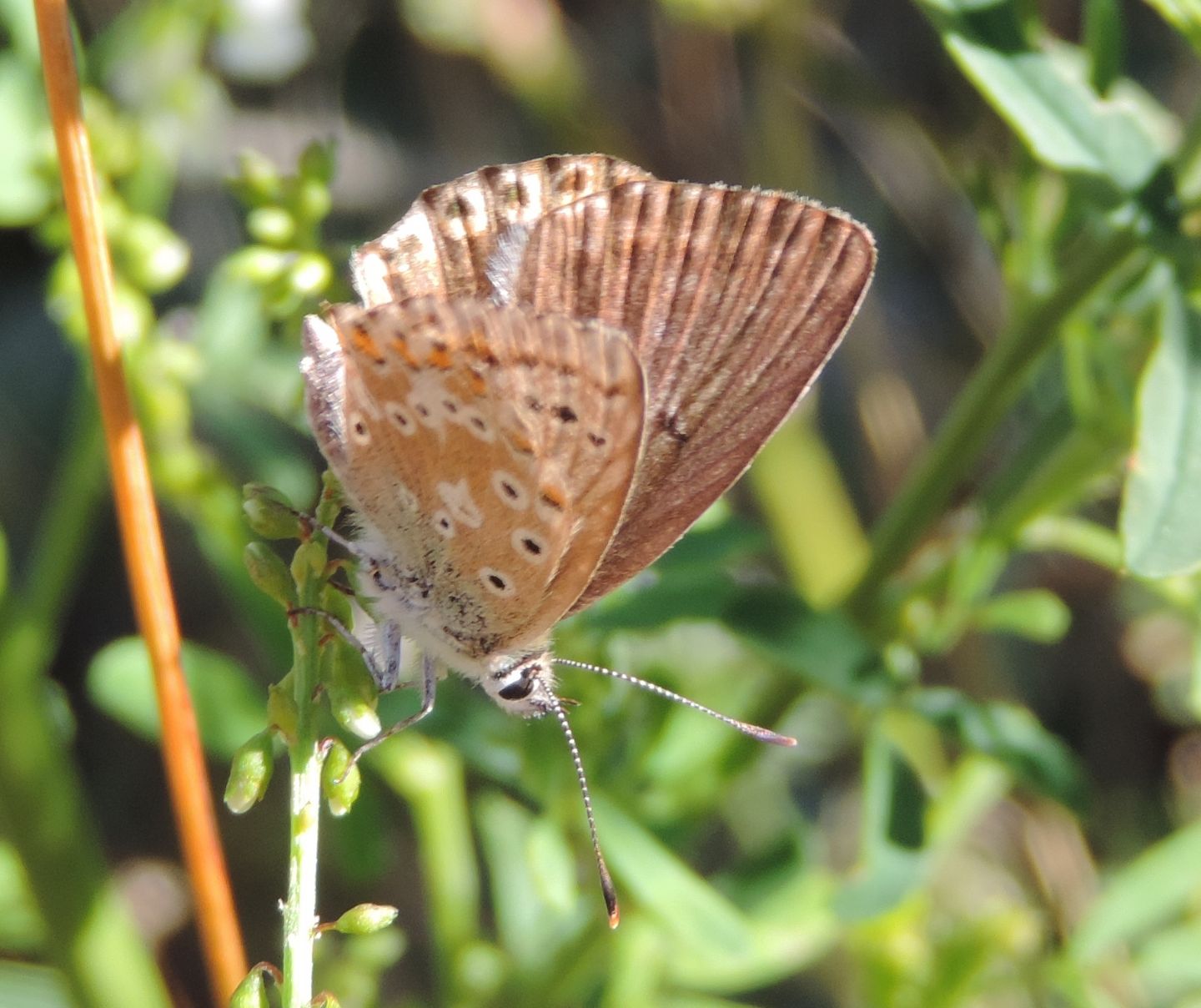 Polyommatus coridon? S