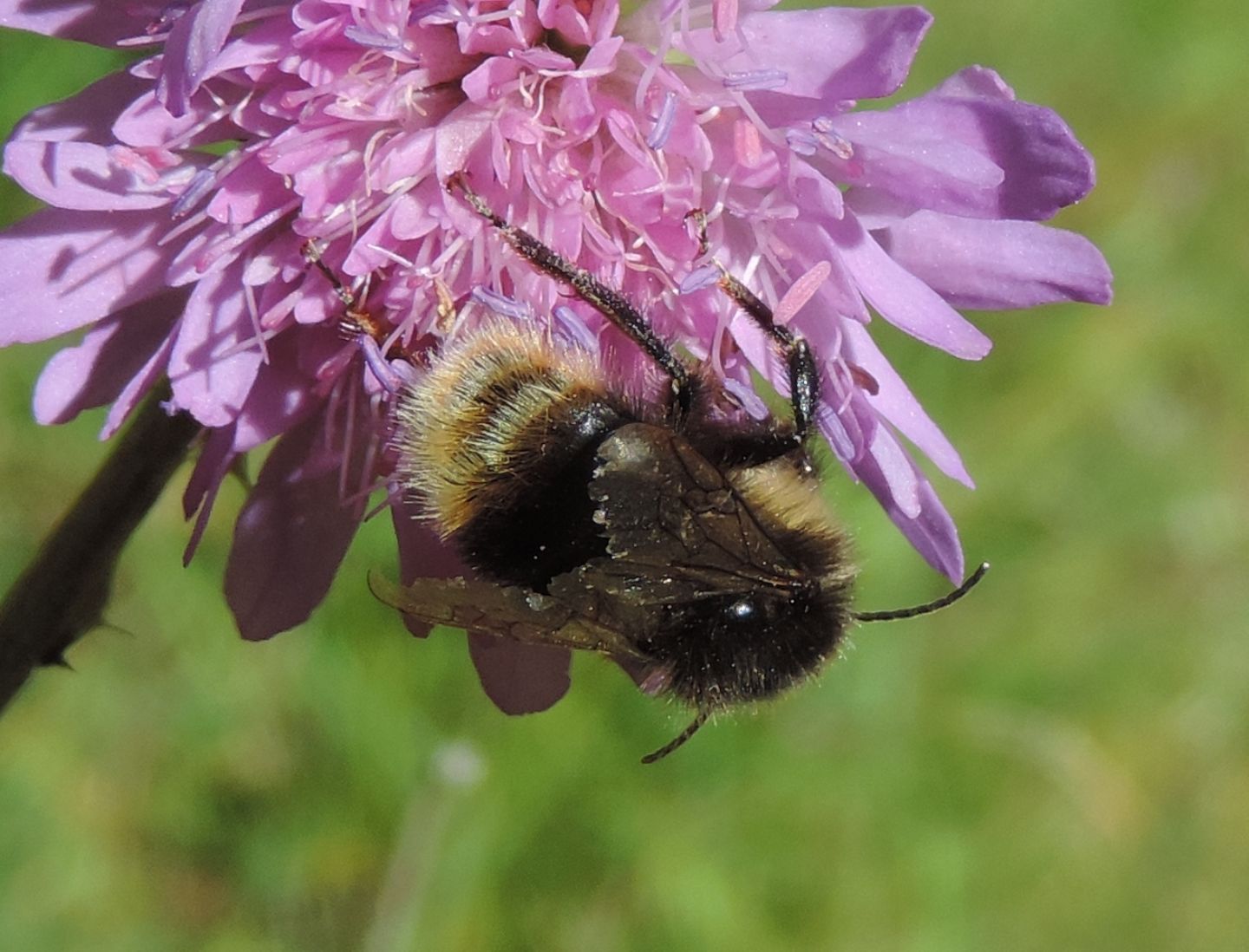 Bombus (Psithyrus) sp. (cfr.)