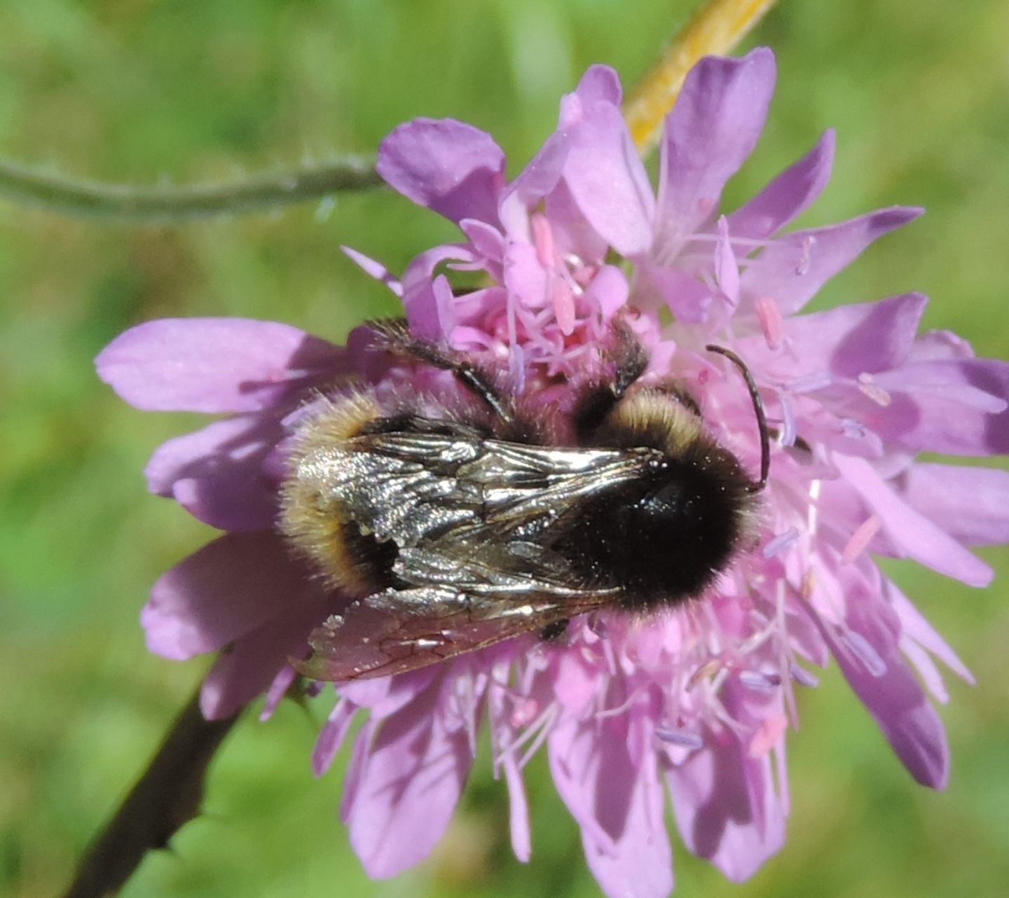 Bombus (Psithyrus) sp. (cfr.)