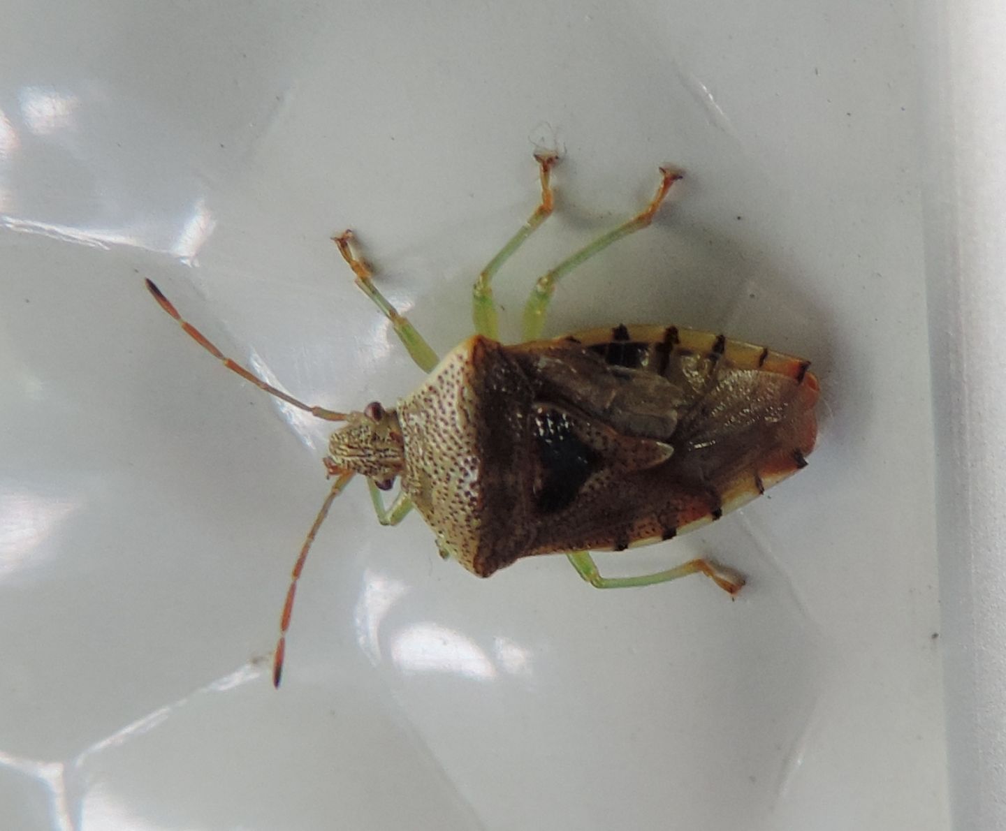 Pentatomidae?  No,  Acanthosomatidae:  Elasmucha grisea