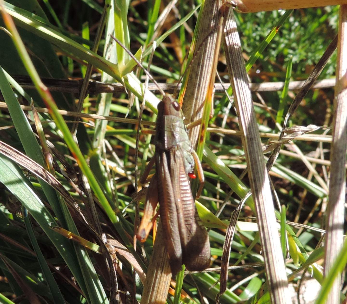 Stauroderus scalaris