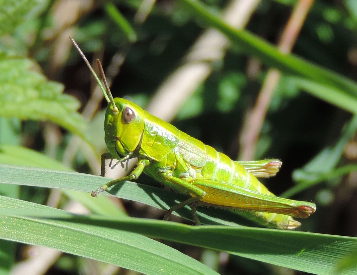 Euthystira brachyptera