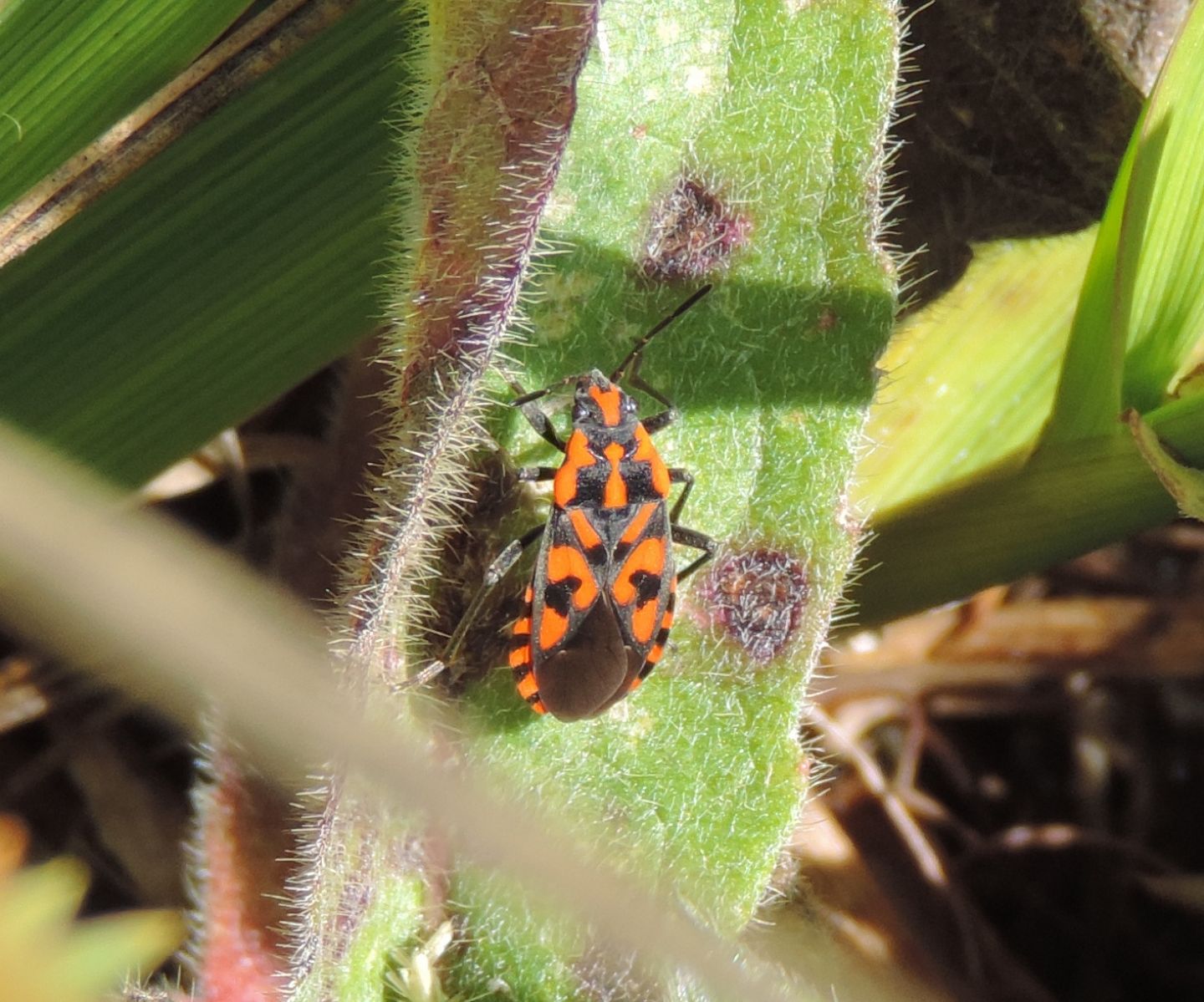 Lygaeidae: Spilostethus saxatilis