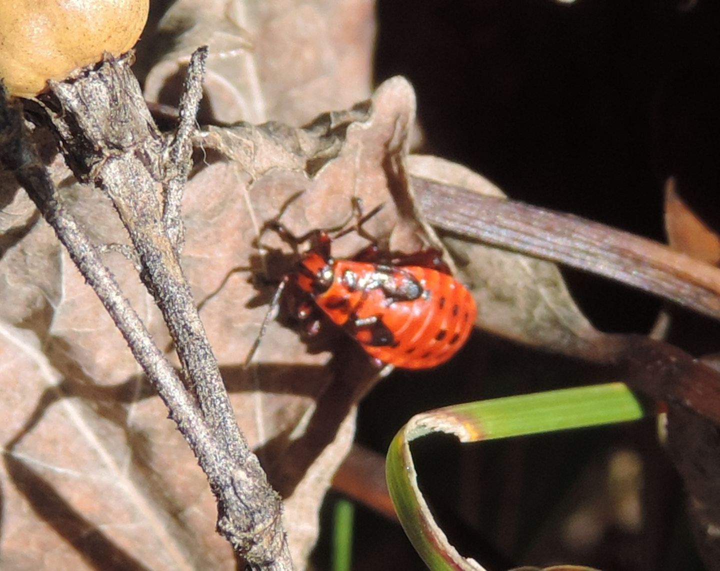 Lygaeidae: Spilostethus saxatilis