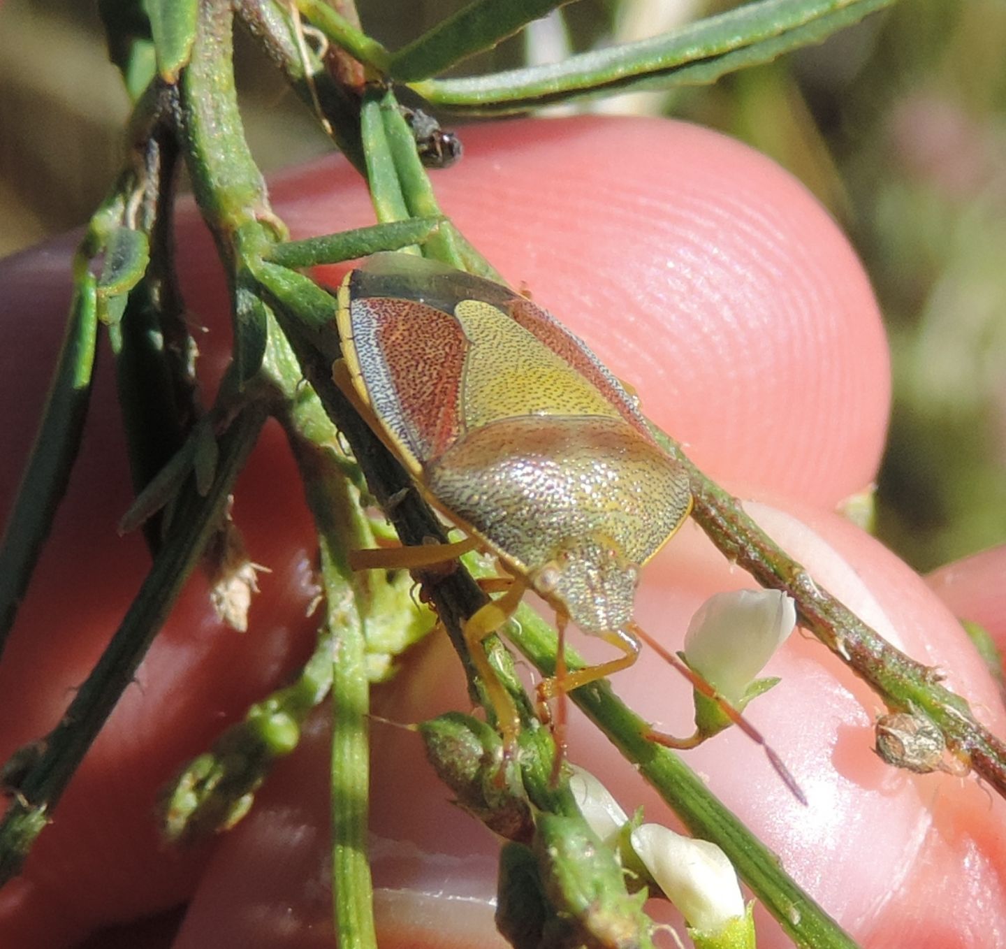 Pentatomidae: Piezodorus lituratus