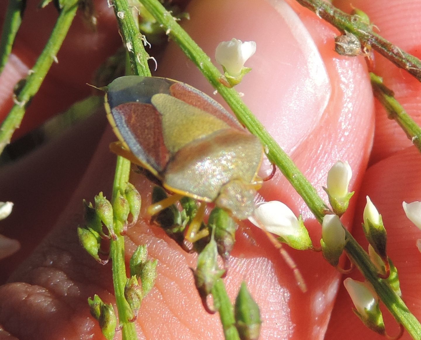 Pentatomidae: Piezodorus lituratus