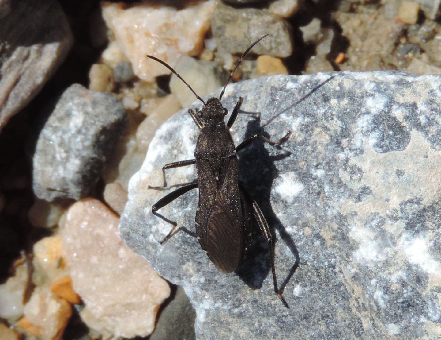 Alydidae: Alydus calcaratus