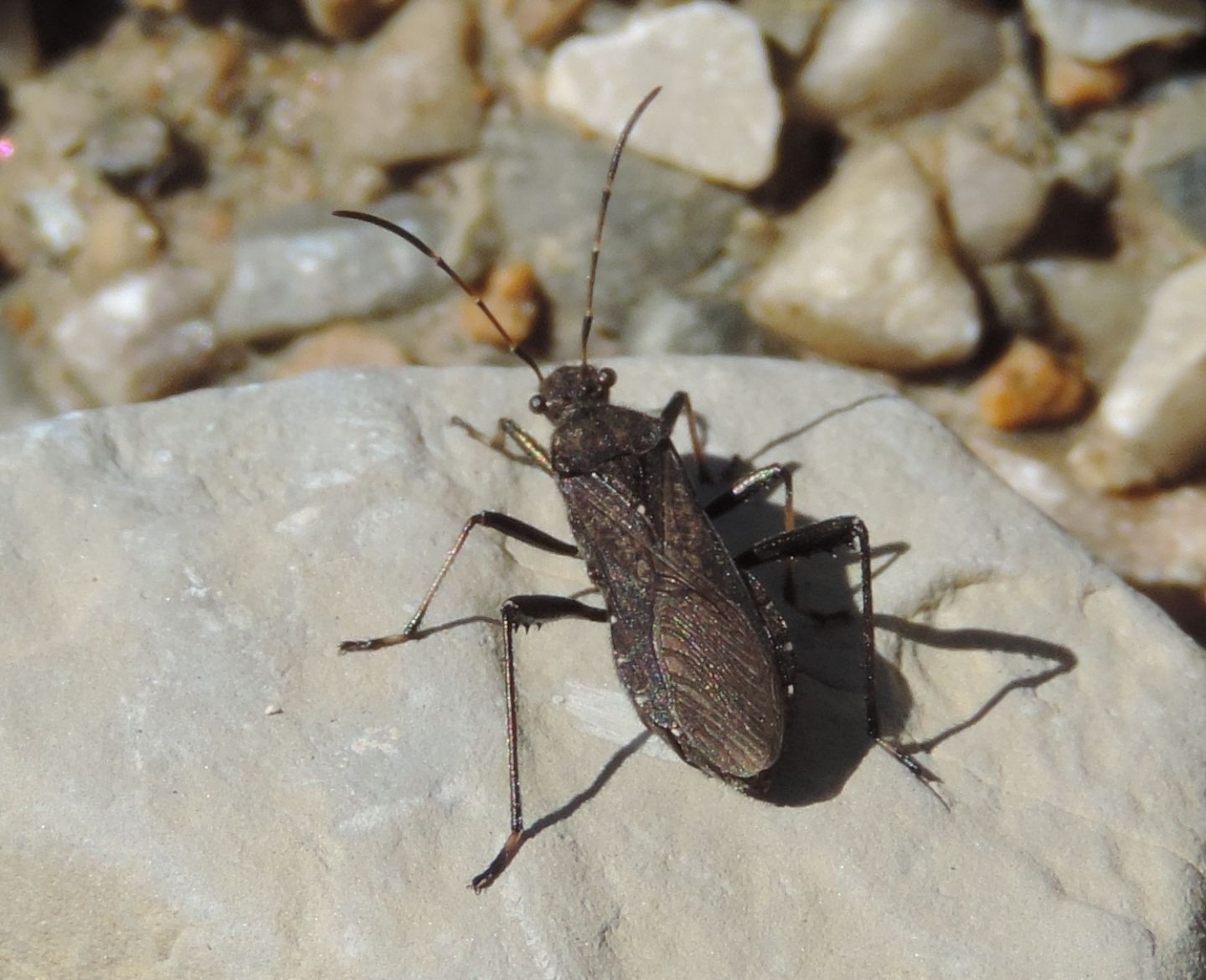 Alydidae: Alydus calcaratus