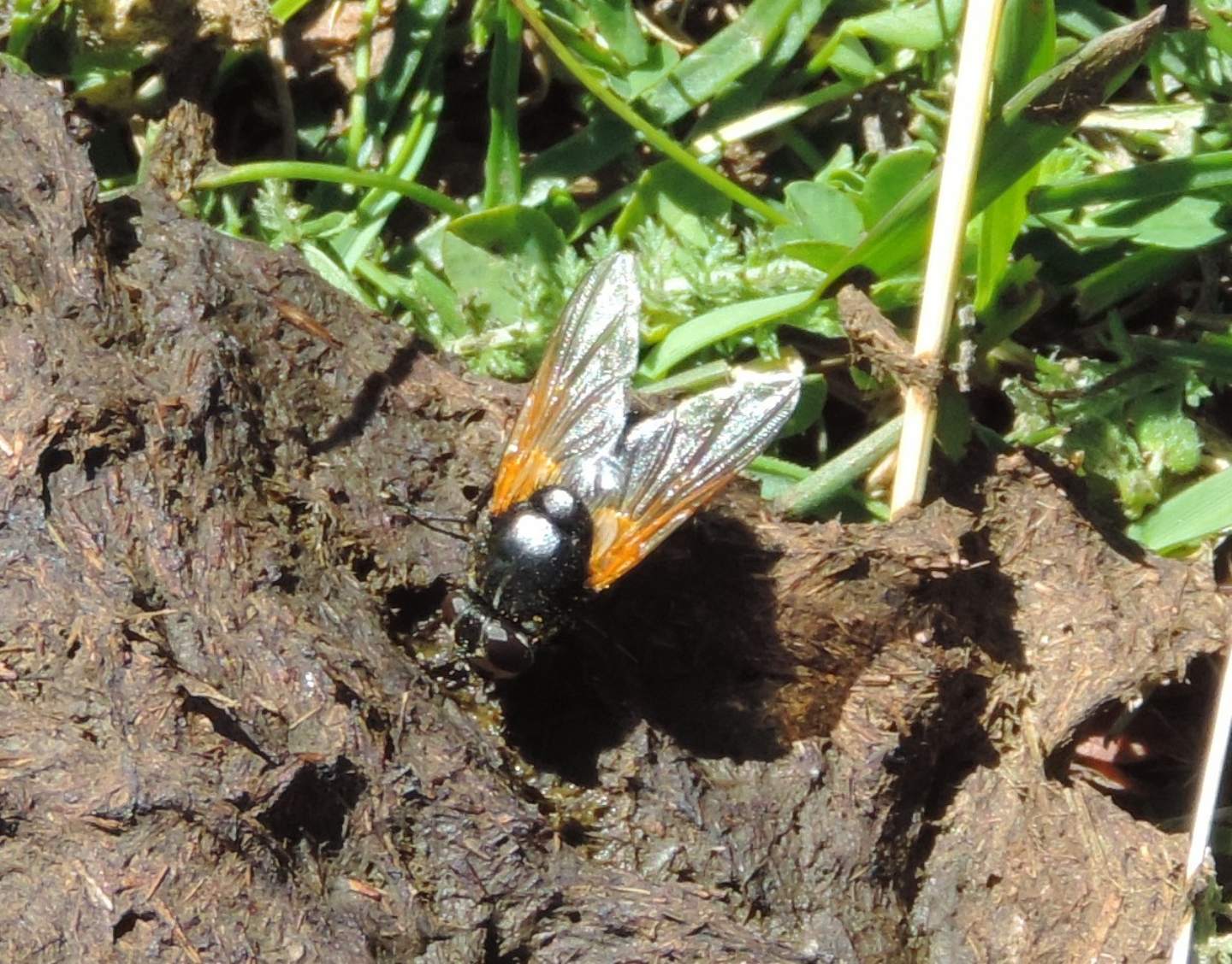 Mesembrina meridiana  (Muscidae)