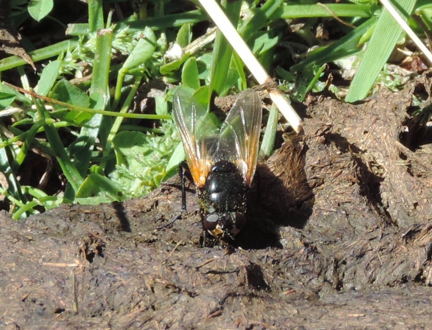 Mesembrina meridiana  (Muscidae)