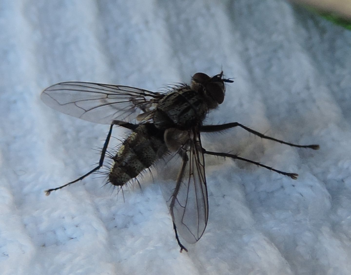 Ancora Sarcophaga?  No, cfr. Tachinidae