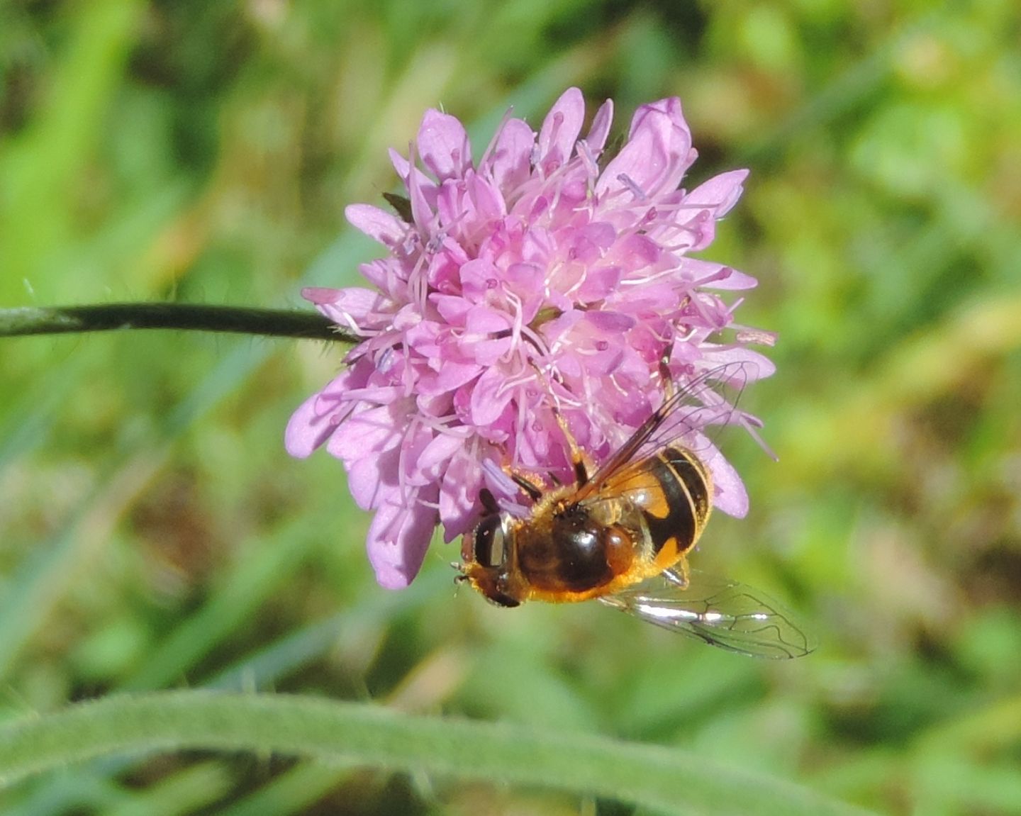 Eristalis sp.  (E. lineata o E. jugorum)