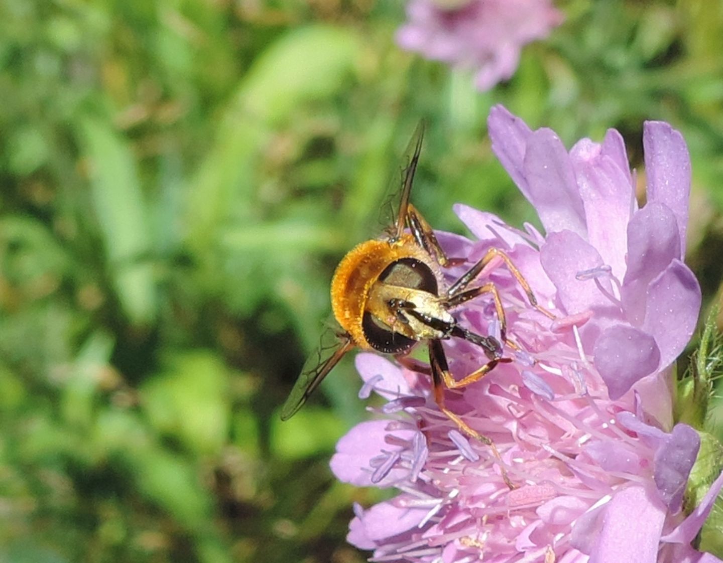 Eristalis sp.  (E. lineata o E. jugorum)