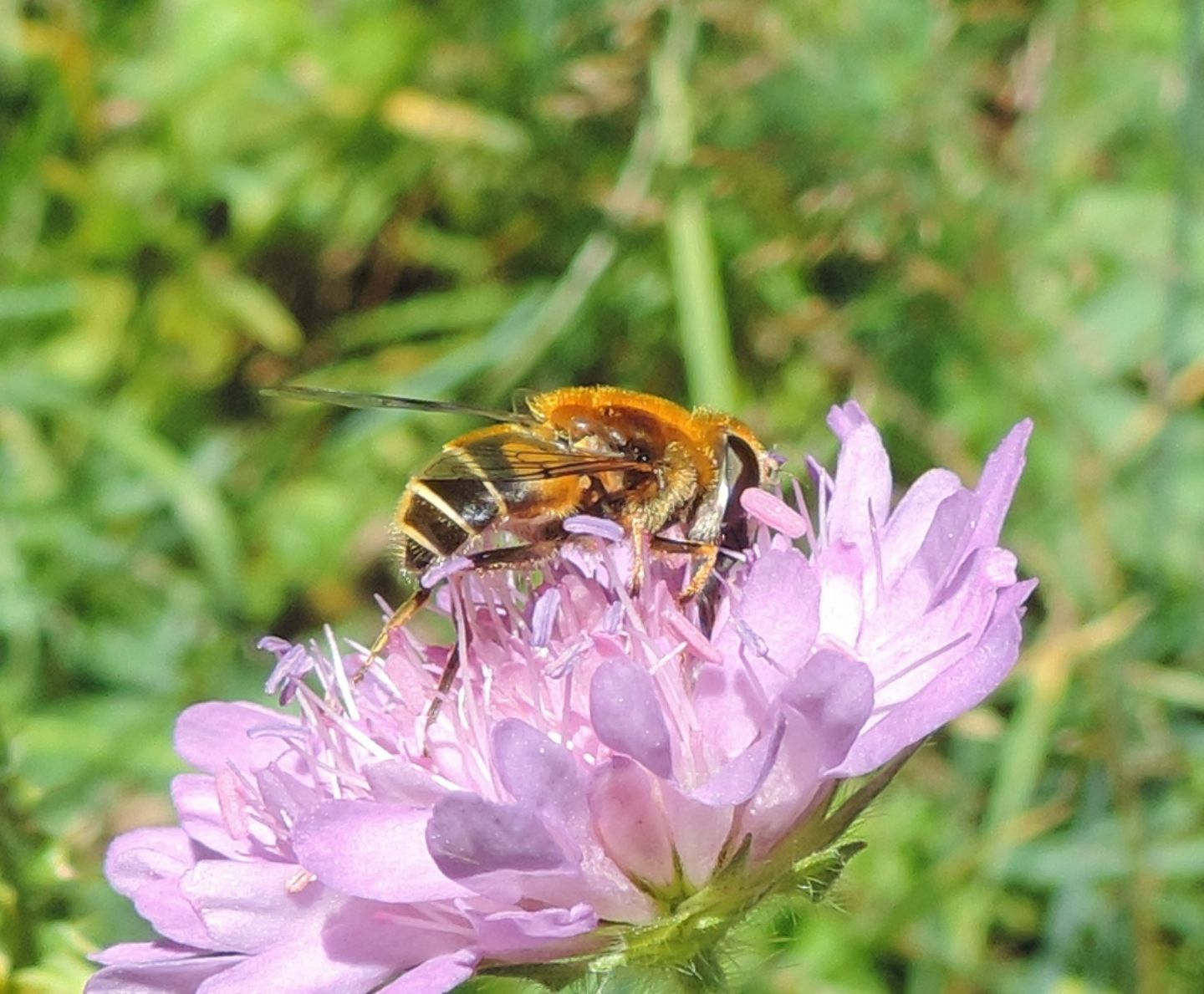 Eristalis sp.  (E. lineata o E. jugorum)