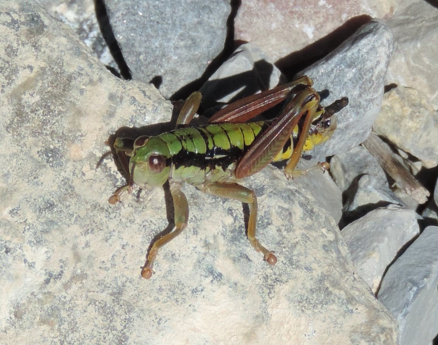 Epipodisma pedemontana (Acrididae)