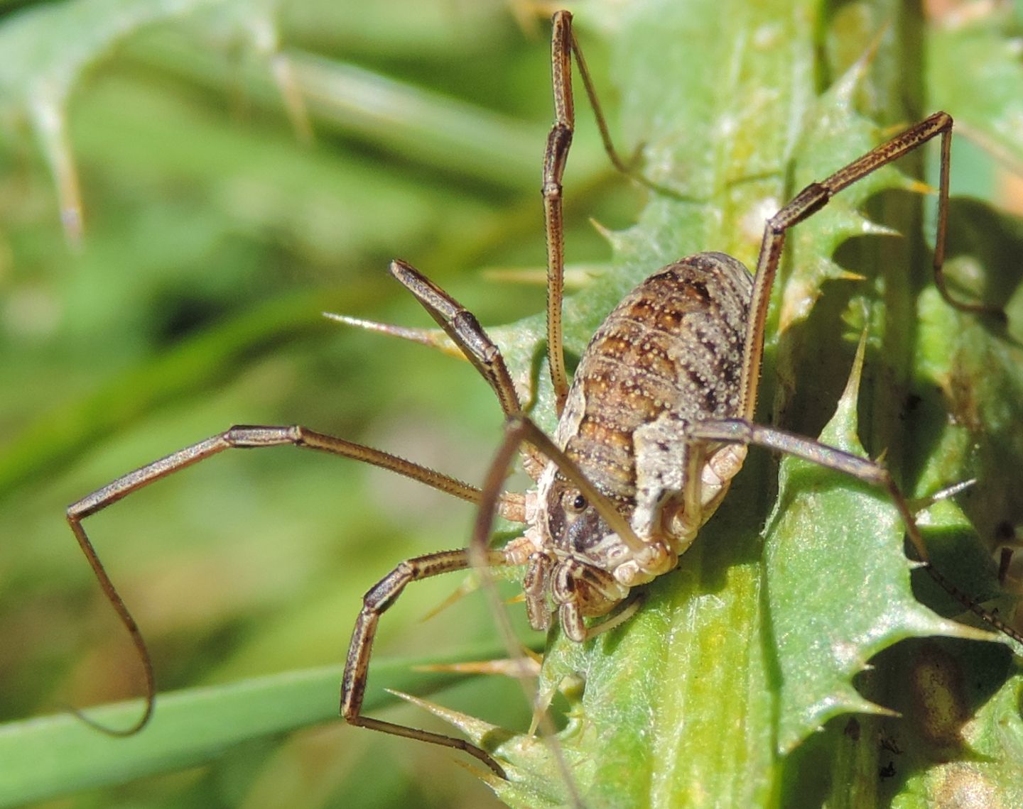 Opilione montano:  Mitopus cfr. morio (Phalangiidae)