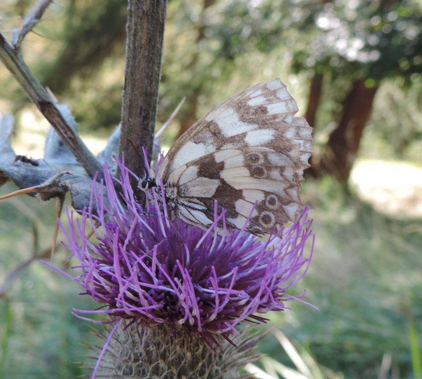 Melanargia galathea