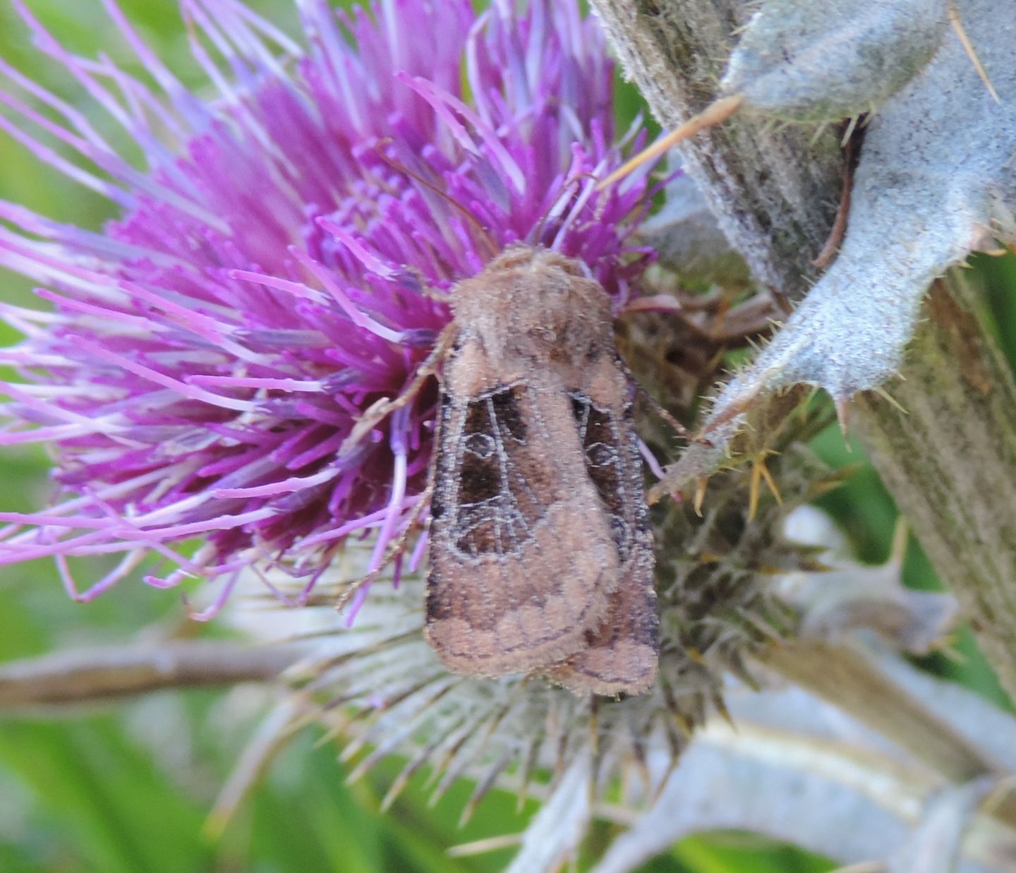 Falena da identificare - Chersotis cuprea