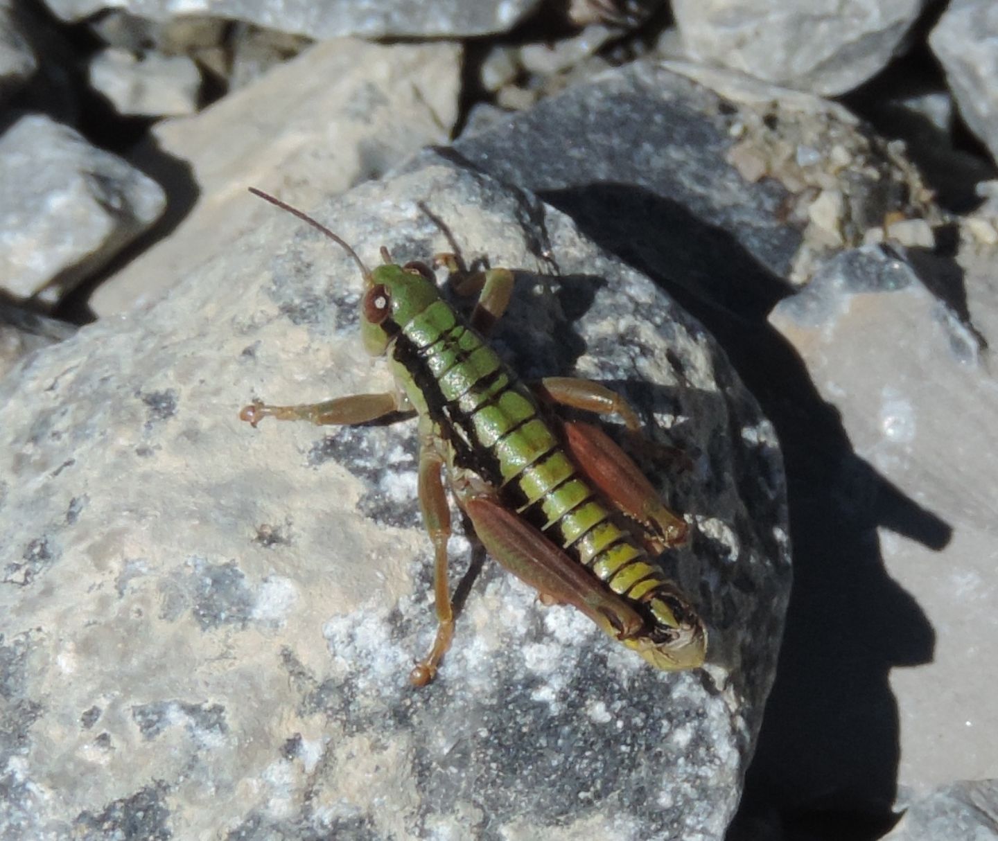 Epipodisma pedemontana (Acrididae)