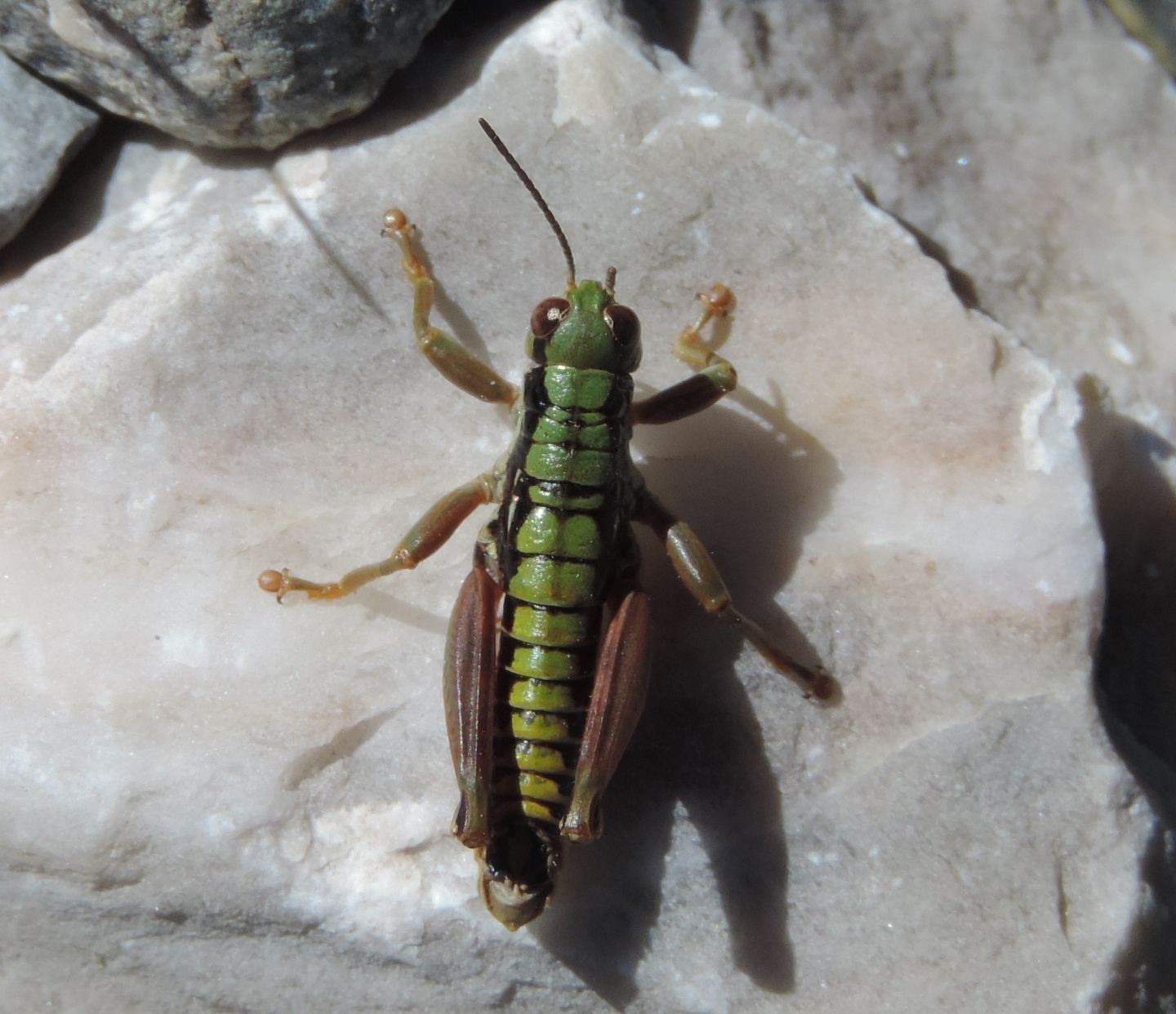 Epipodisma pedemontana (Acrididae)