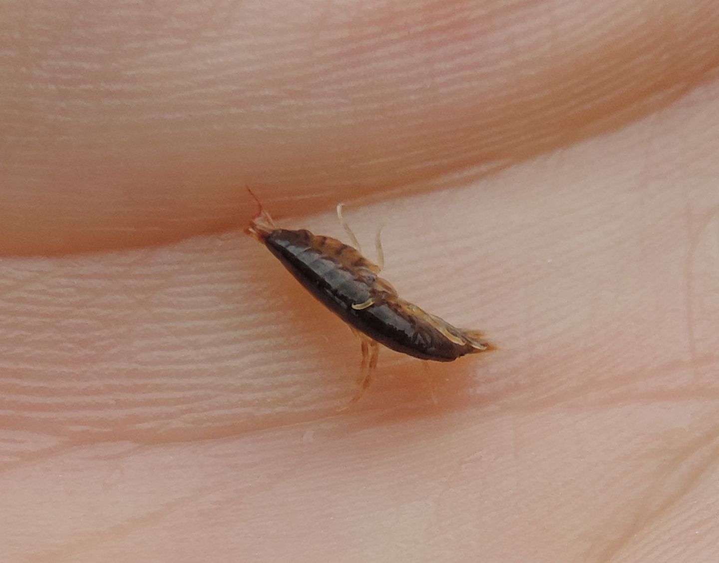 Gammarus aequicauda?