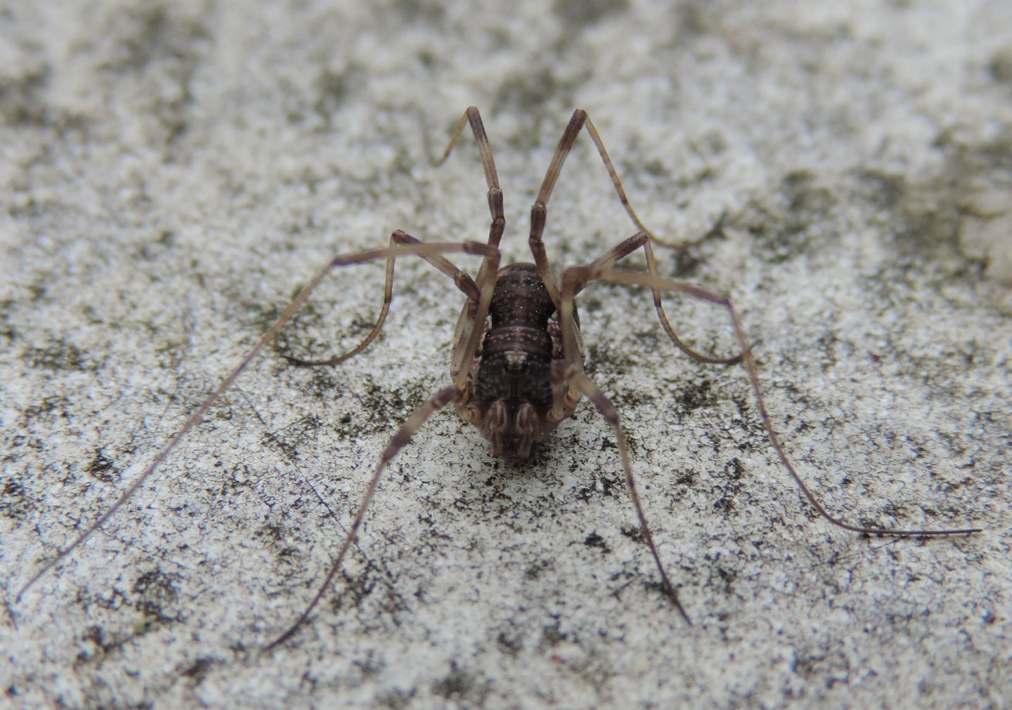 Phalangiidae: Dasylobus sp.