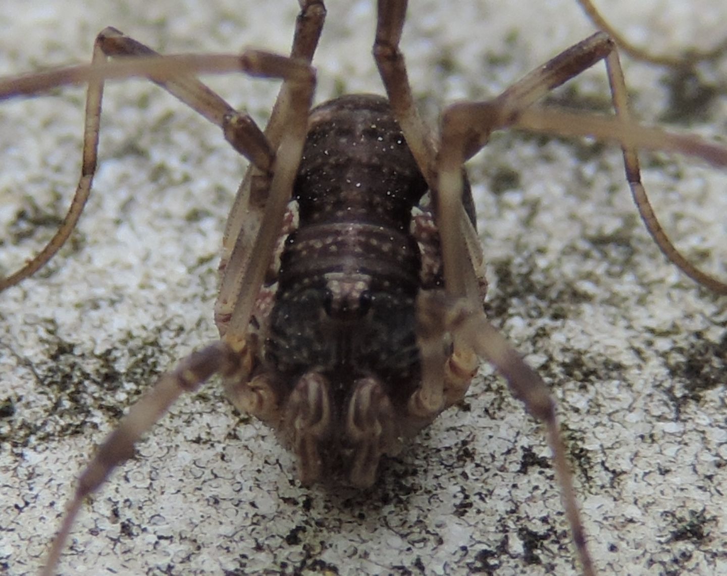 Phalangiidae: Dasylobus sp.