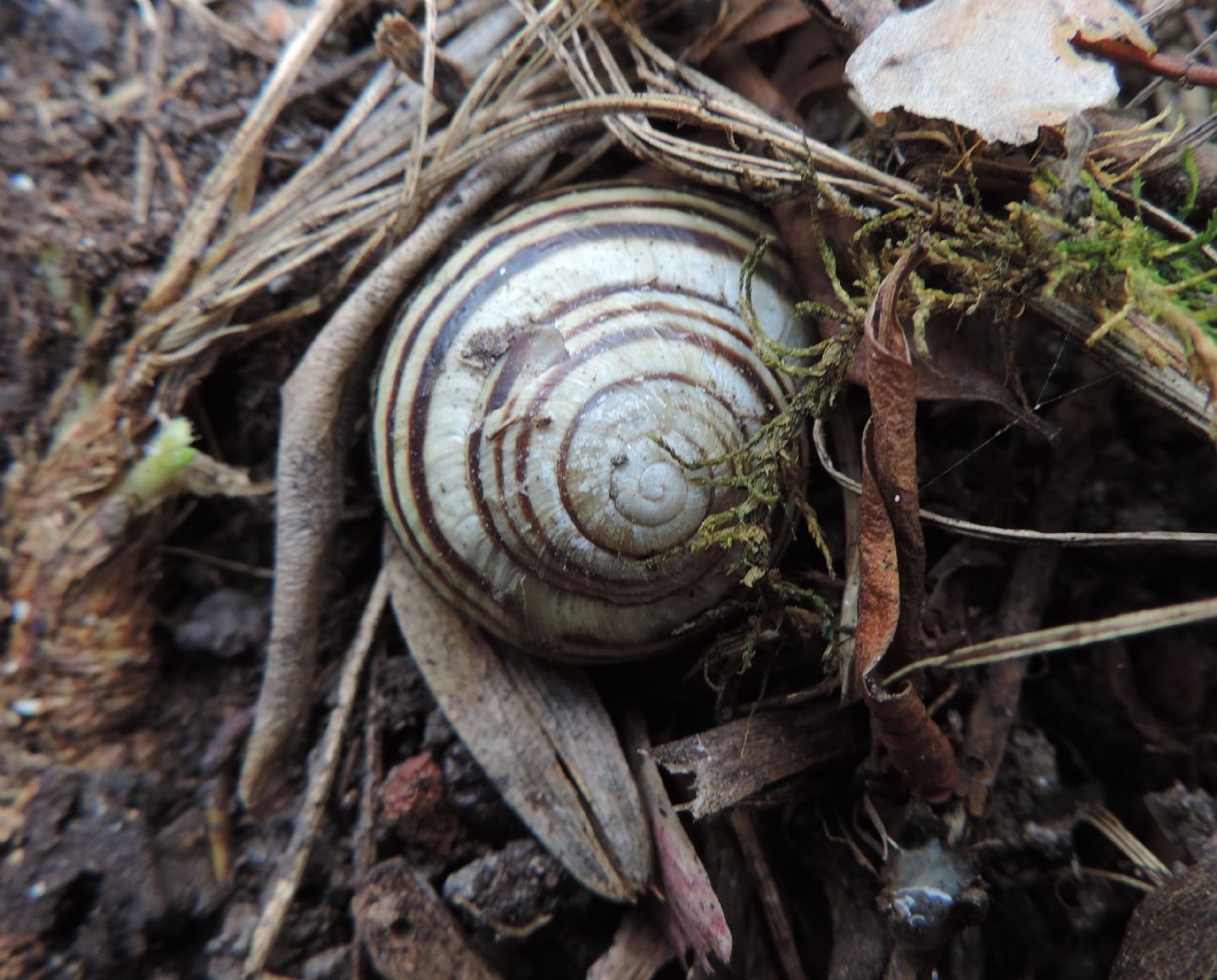 altro Helicidae da identificare