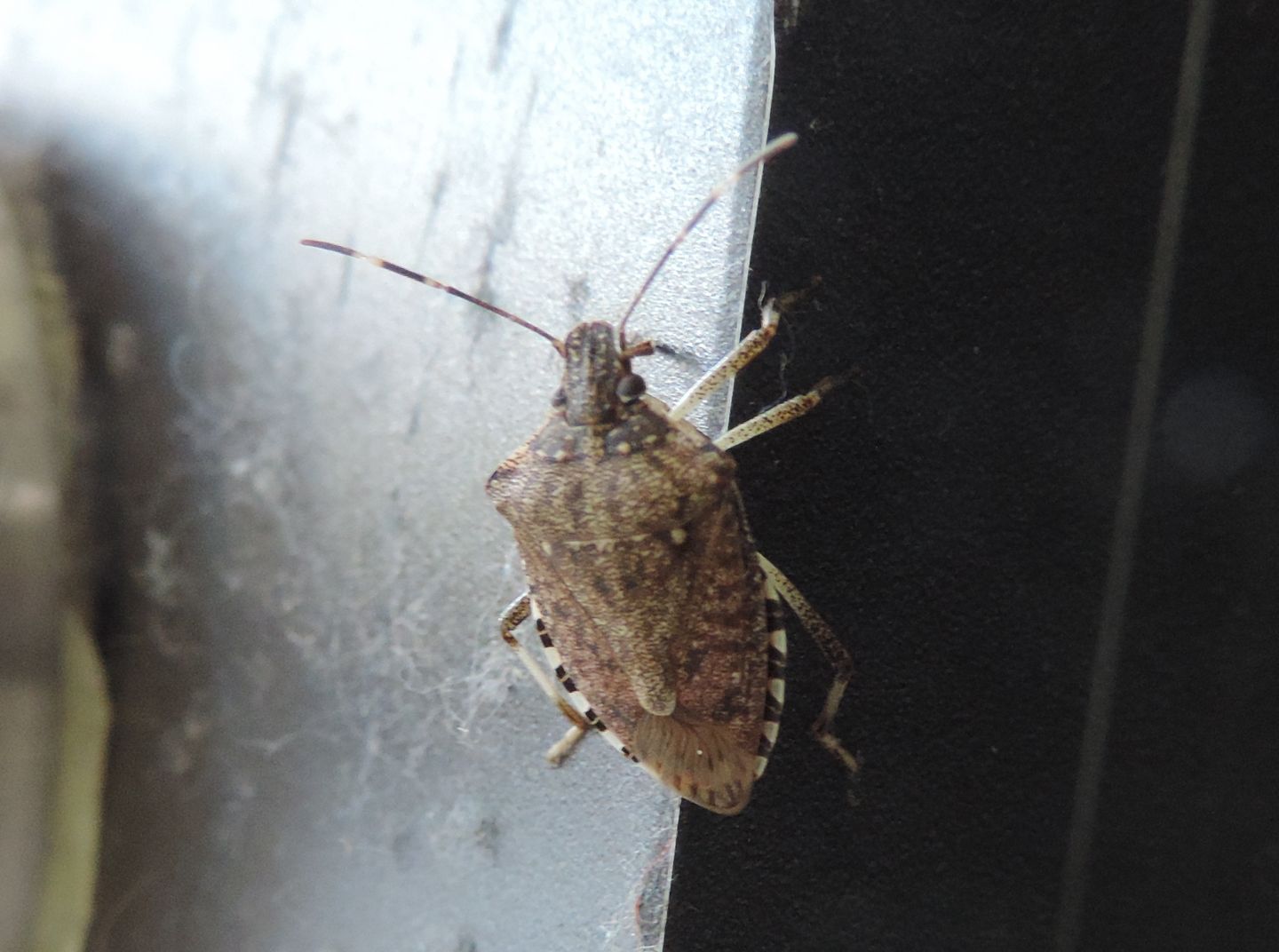 Halyomorpha halys?  S !