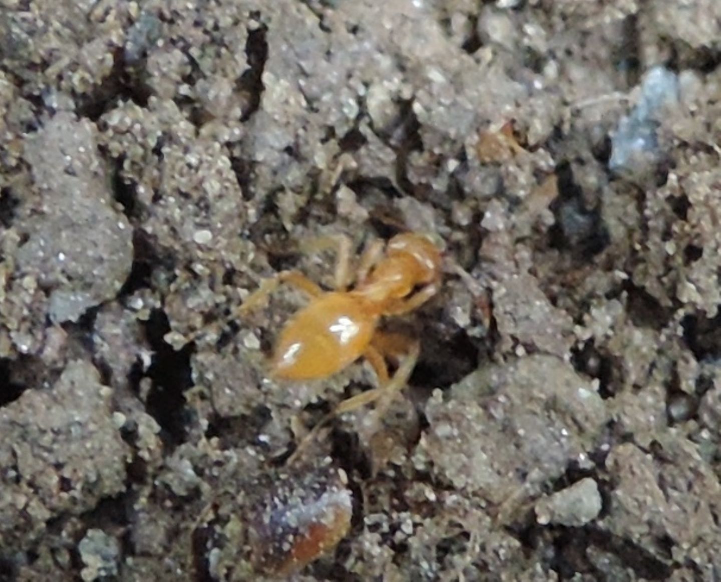 Formicidae: Lasius (Chthonolasius) sp.