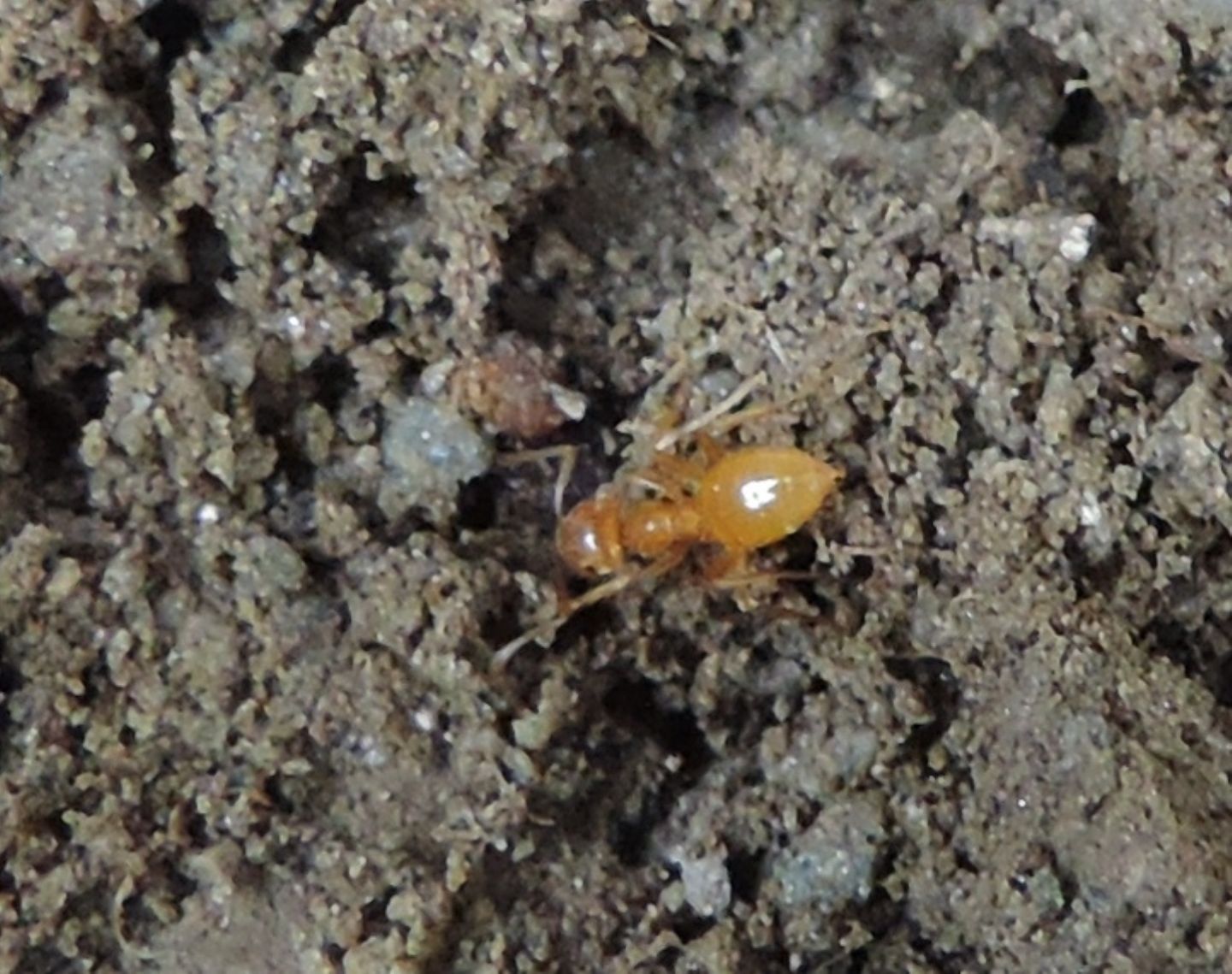 Formicidae: Lasius (Chthonolasius) sp.