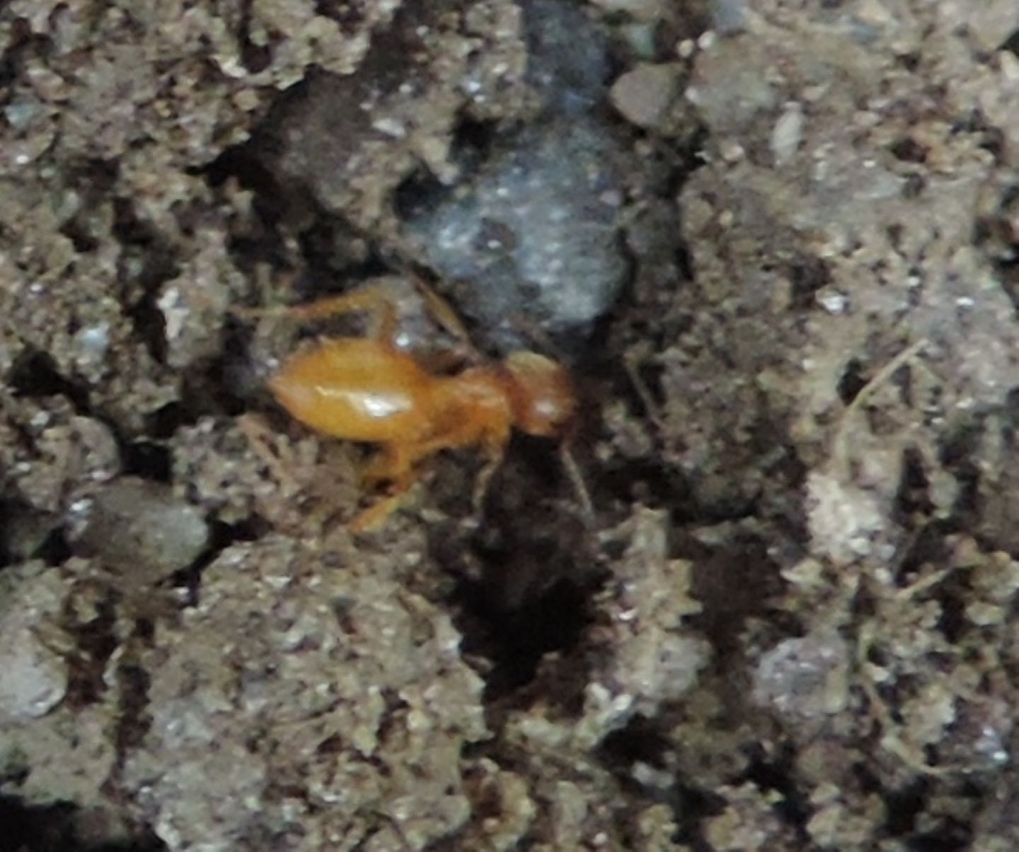 Formicidae: Lasius (Chthonolasius) sp.