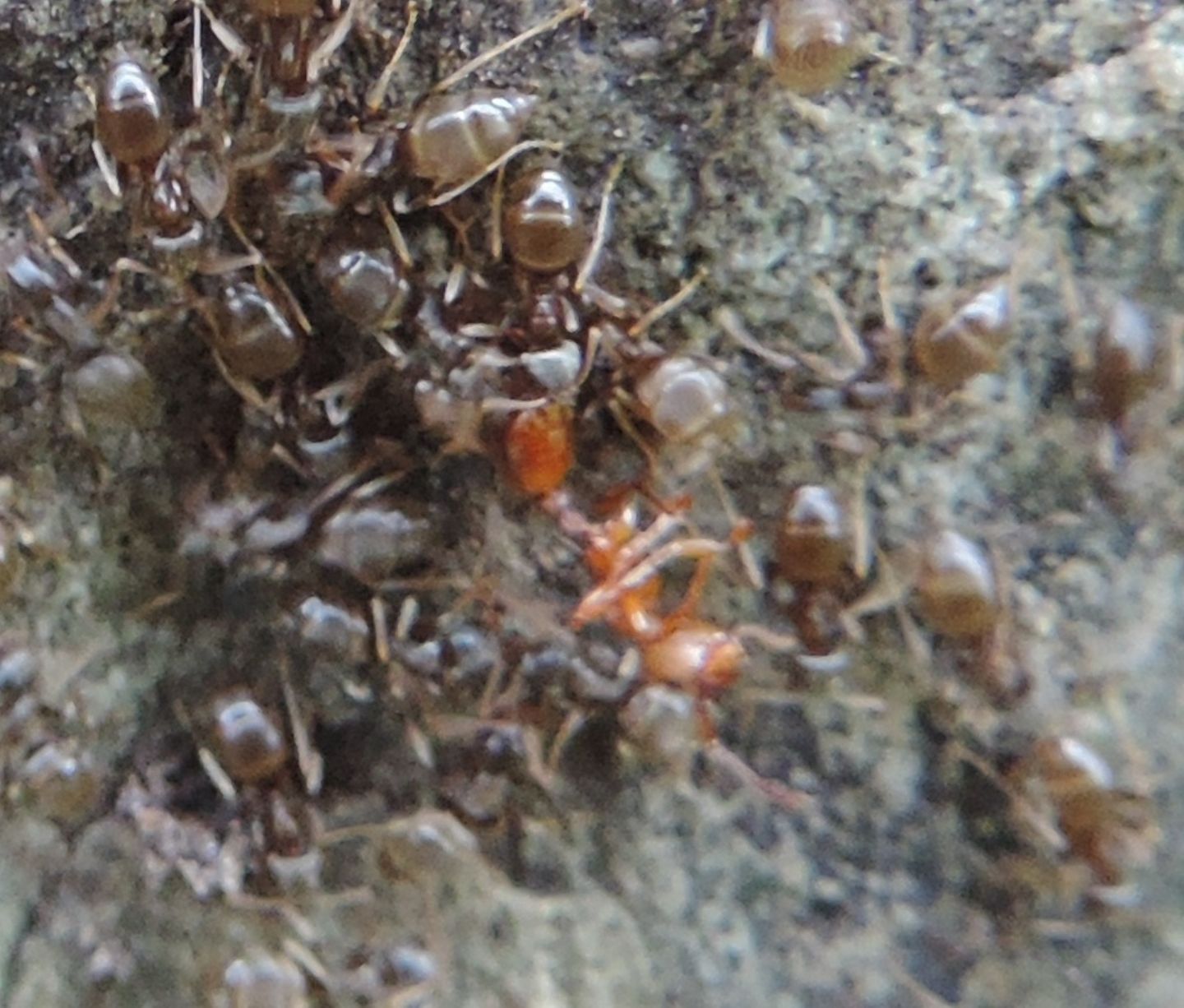 Formicidae: Lasius (Lasius) sp.