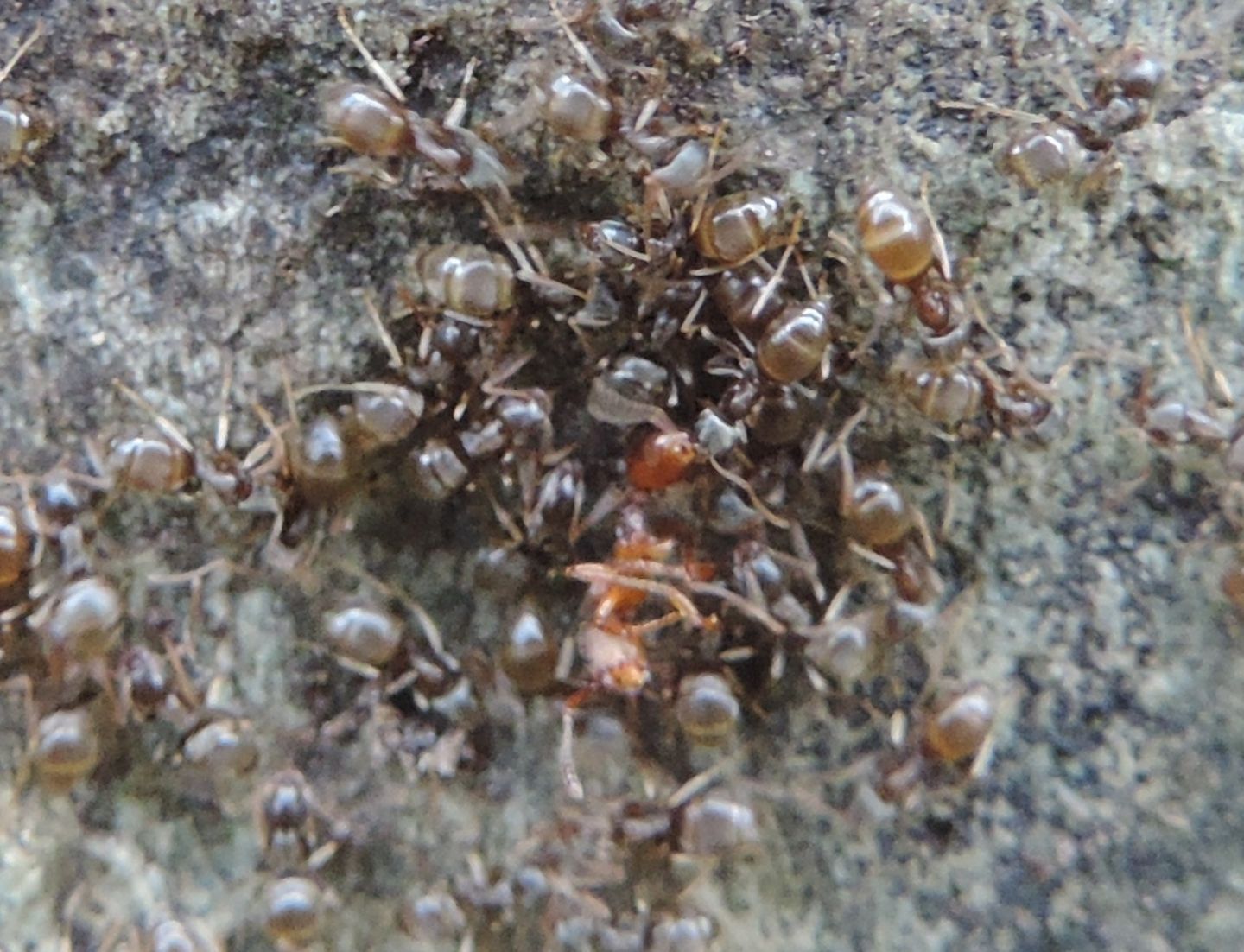 Formicidae: Lasius (Lasius) sp.