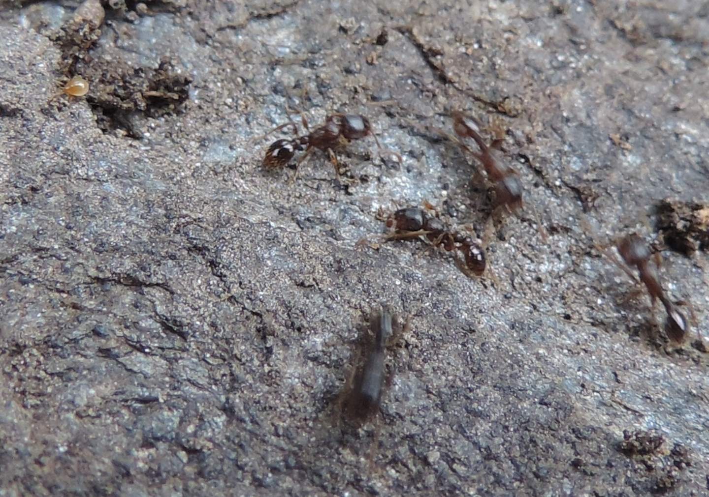 Formicidae:   Tetramorium sp. (con acaro)