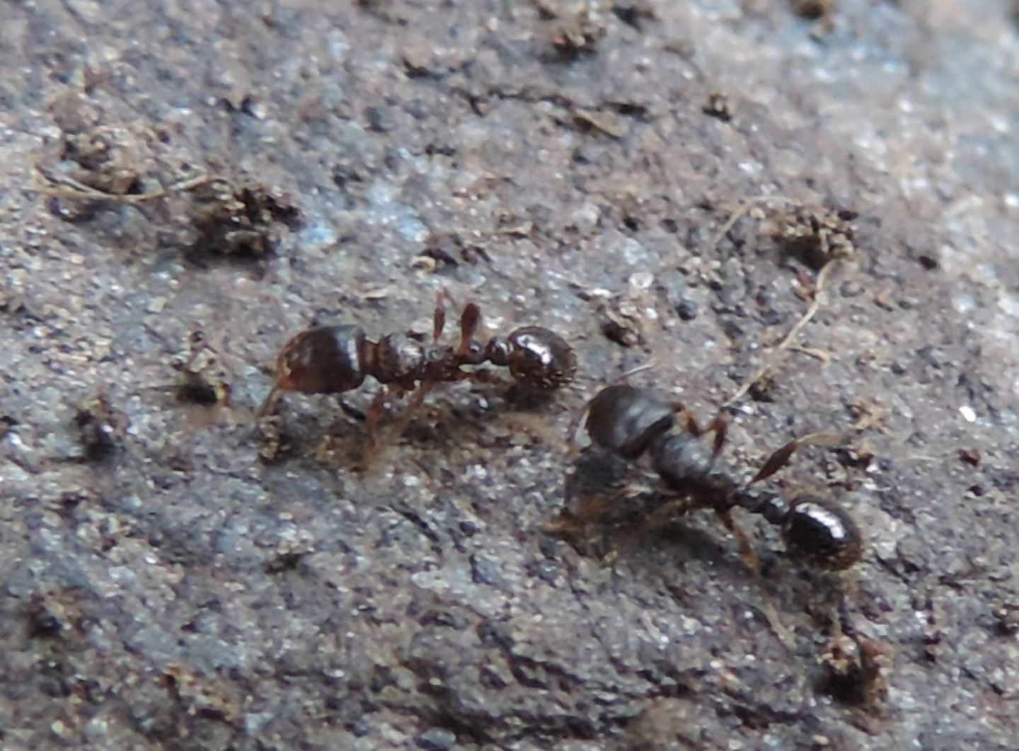 Formicidae:   Tetramorium sp. (con acaro)