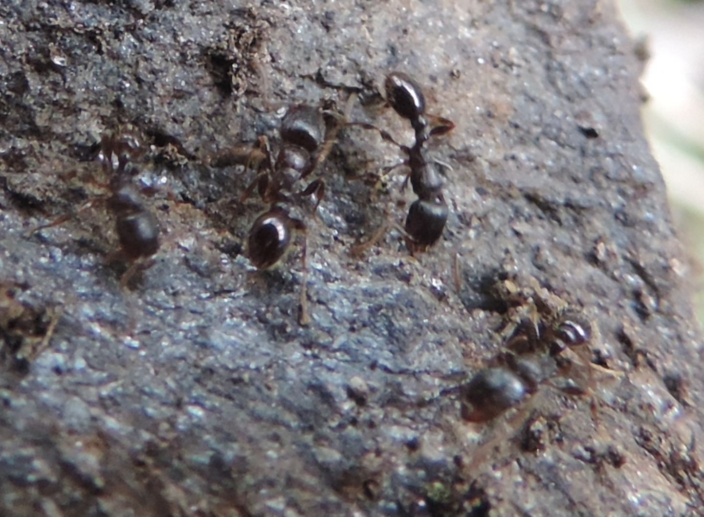 Formicidae:   Tetramorium sp. (con acaro)