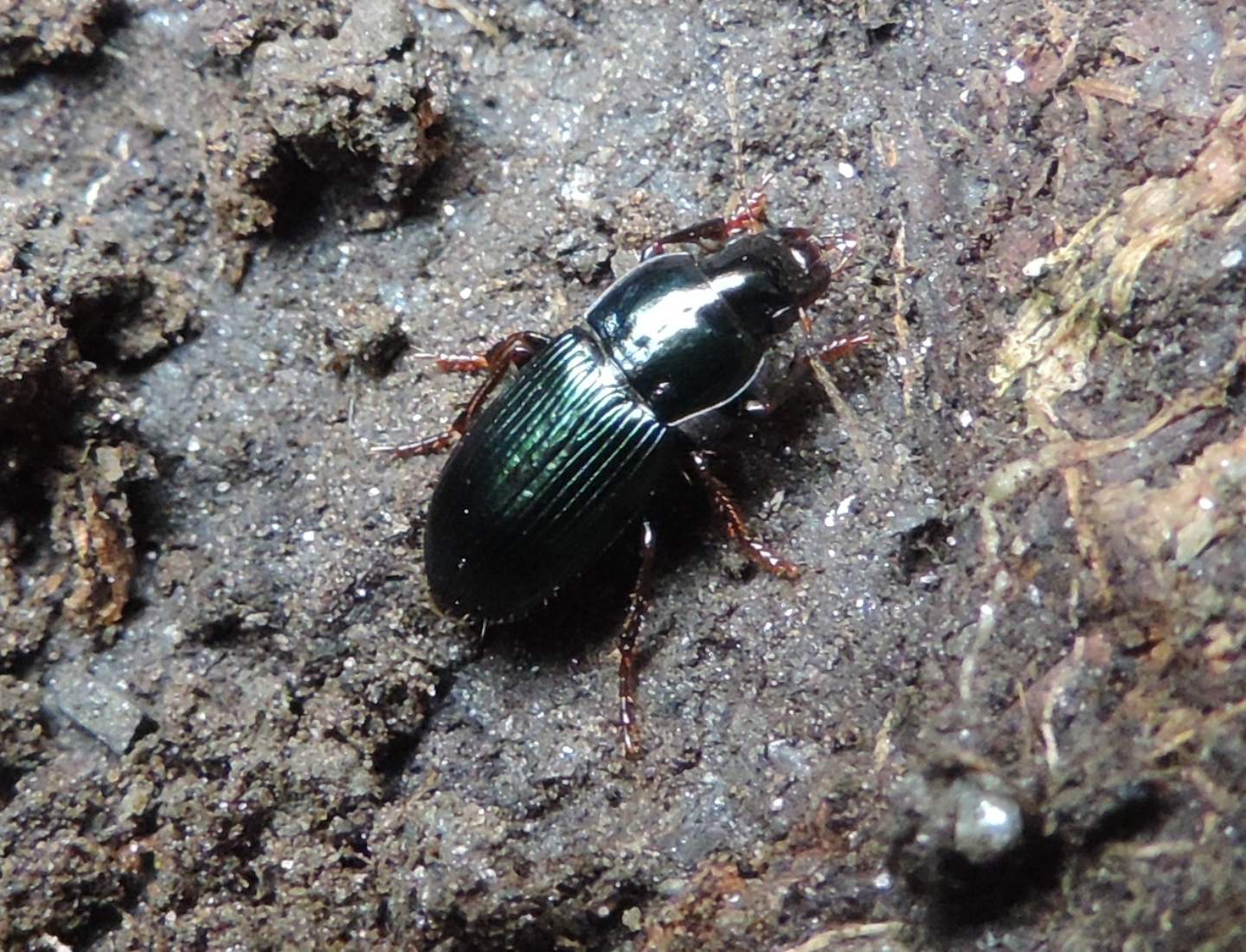 Harpalus sulphuripes (Carabidae)