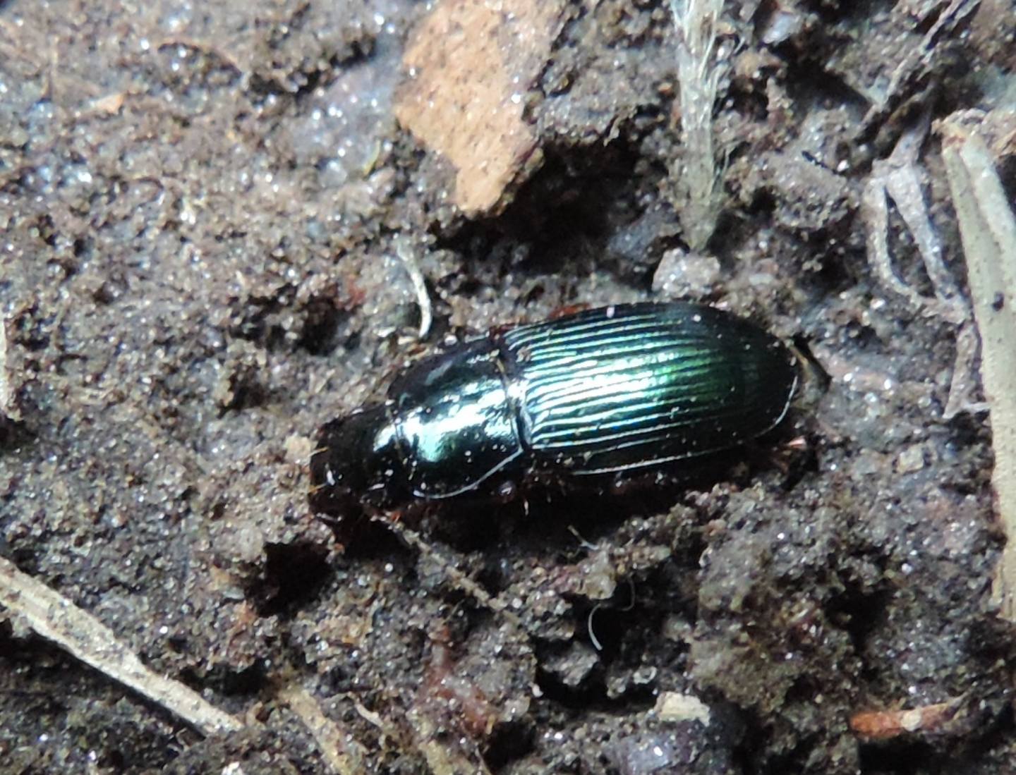 Harpalus sulphuripes (Carabidae)