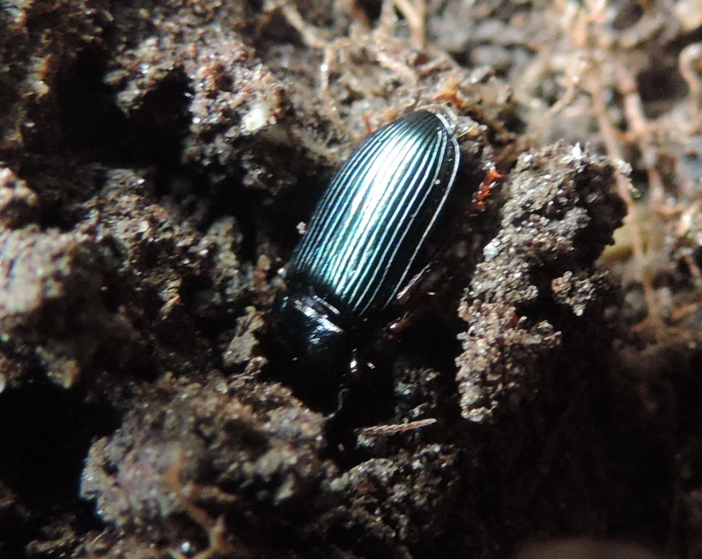 Harpalus sulphuripes (Carabidae)